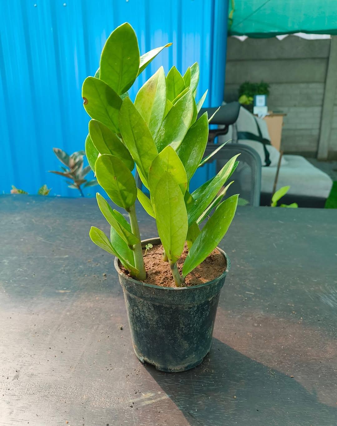 Why the ZZ Plant Belongs on Your Balcony