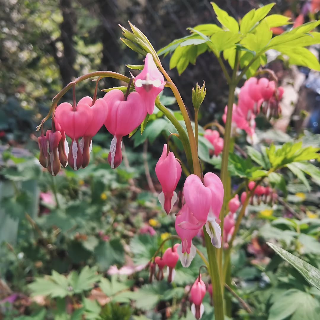 Bleeding Heart (Dicentra spectabilis)