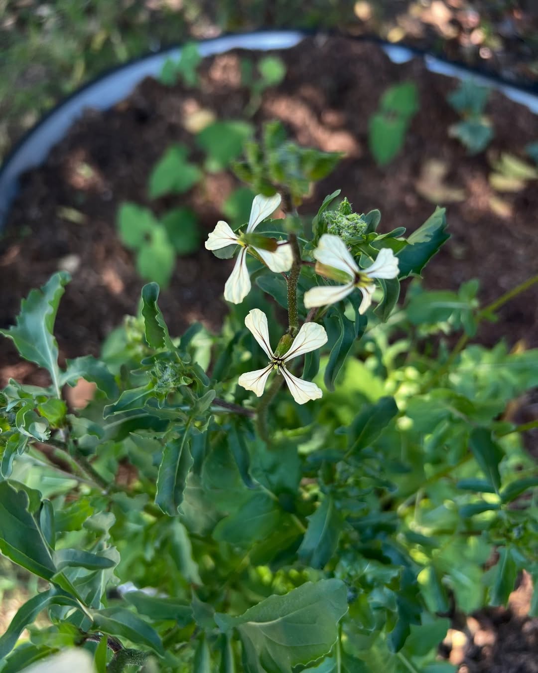 Arugula flowers… #garden #flower #growyourown #backyardgarden
