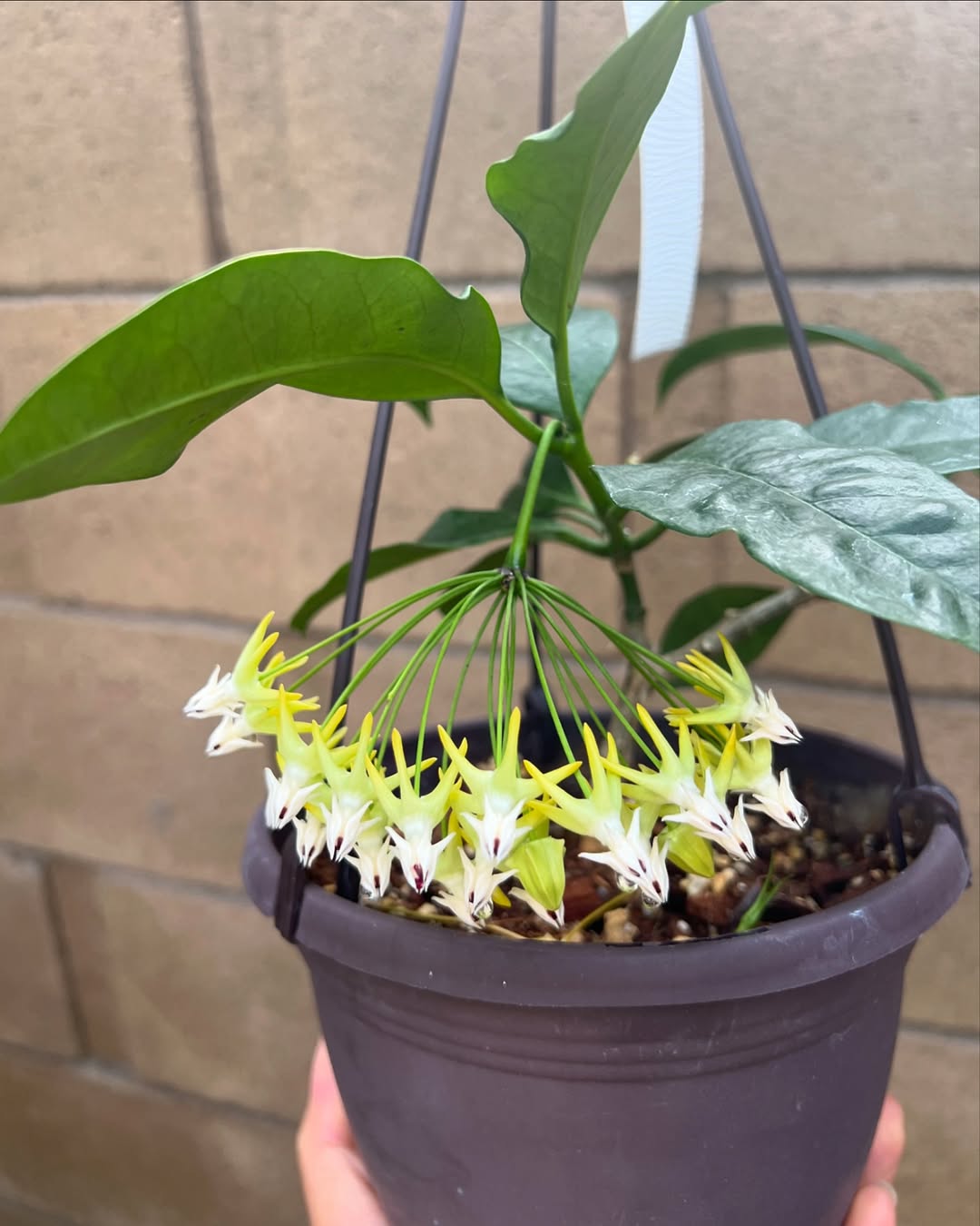 Blooming How Do I Get More Flowers