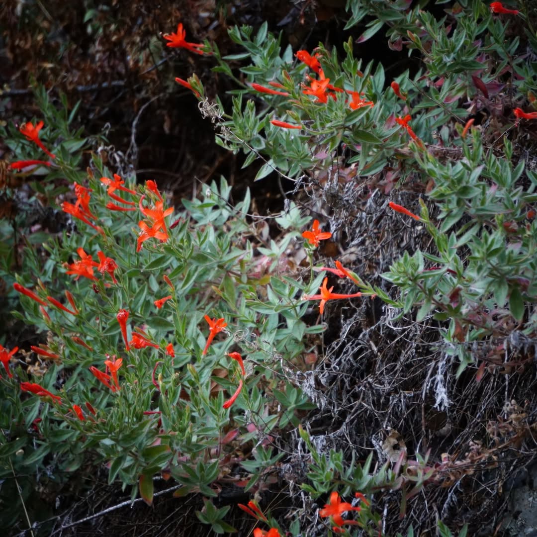 California Fuchsia (Epilobium canum) - California native plants
