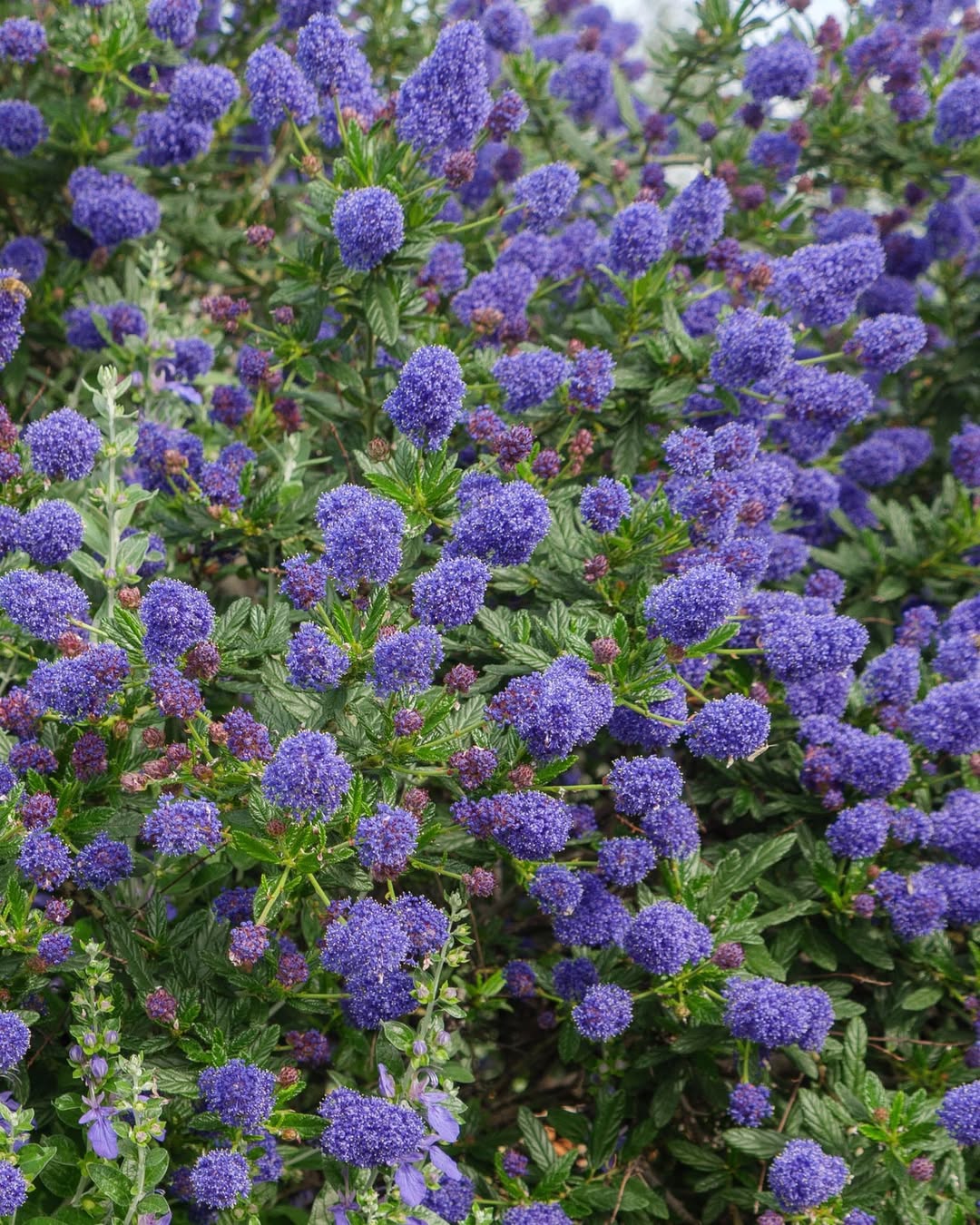 Ceanothus (Ceanothus spp.) California native plants