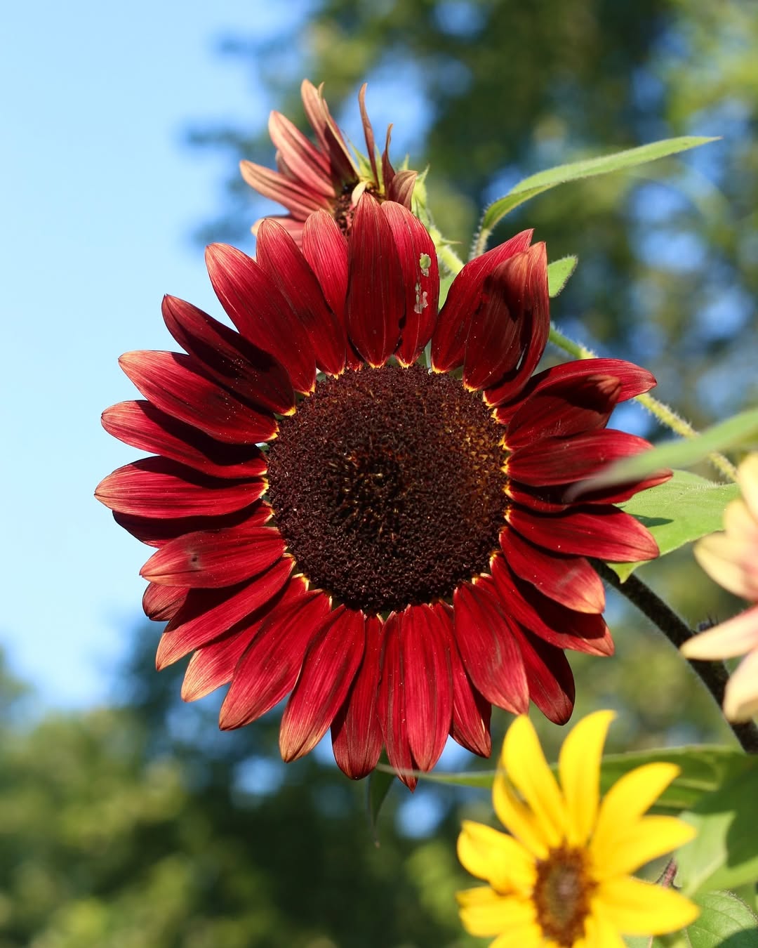 Chocolate Cherry Sunflower