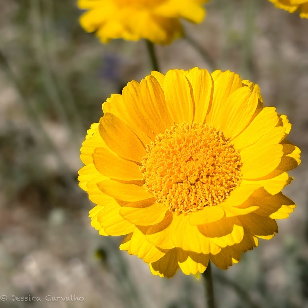 Desert Marigold, Baileya multiradiata, in full glory! Found in the arid landscapes of Tucson, Arizona, this vibrant flower thrives in tough conditions.