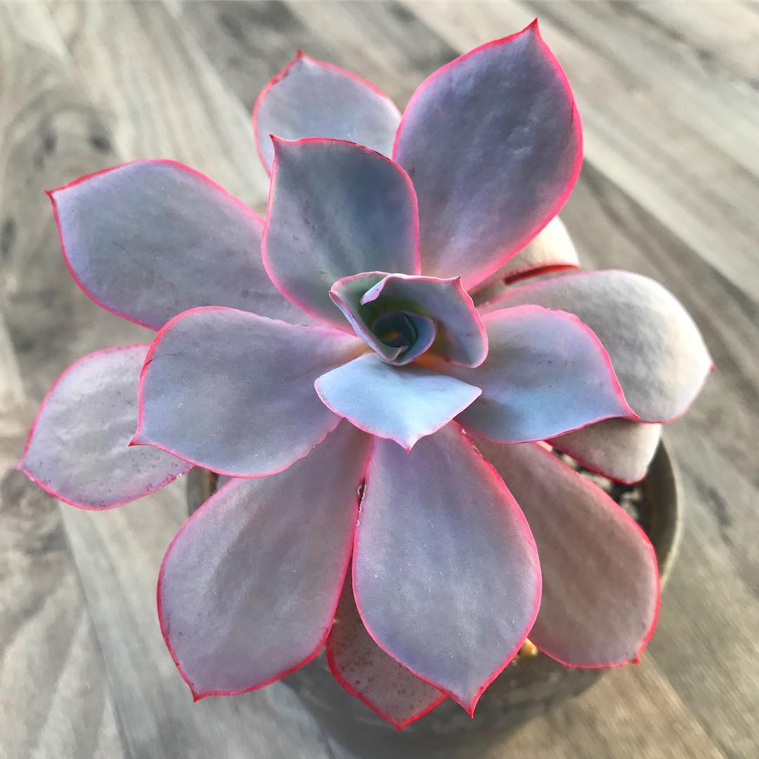 Echeveria Afterglow