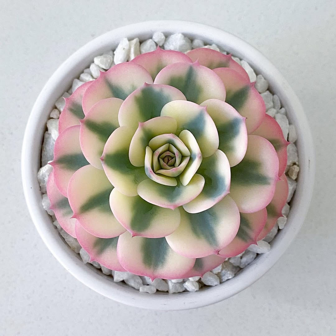Echeveria Compton Carousel