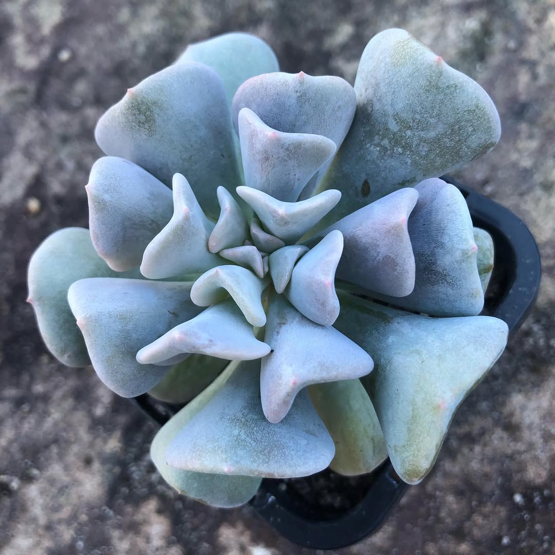Echeveria Cubic Frost