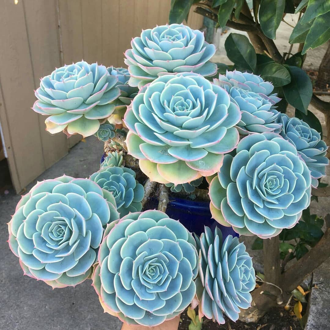 Echeveria Imbricata or Echeveria blue rose