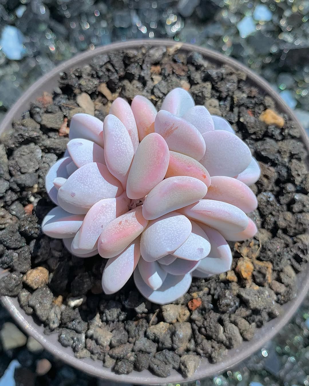 Echeveria Laui