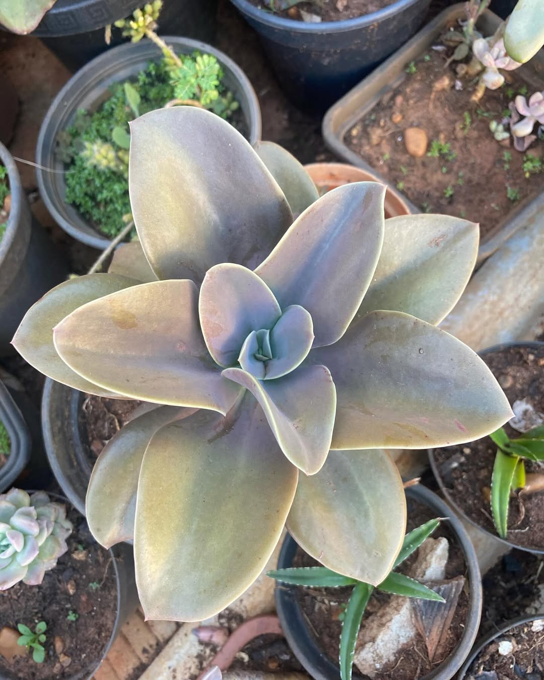 Echeveria Gibbiflora