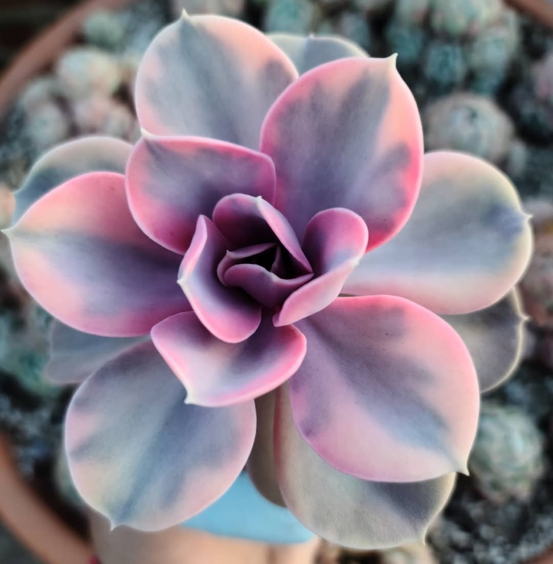 Echeveria Rainbow