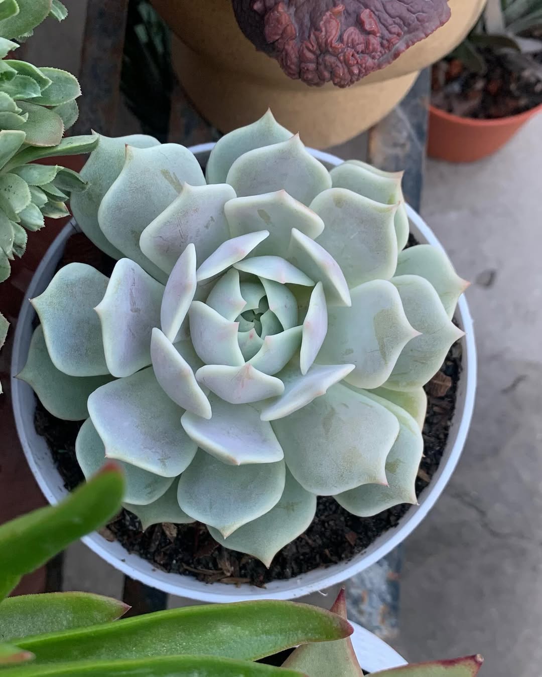 Echeveria lola #echeveria #echeverialola