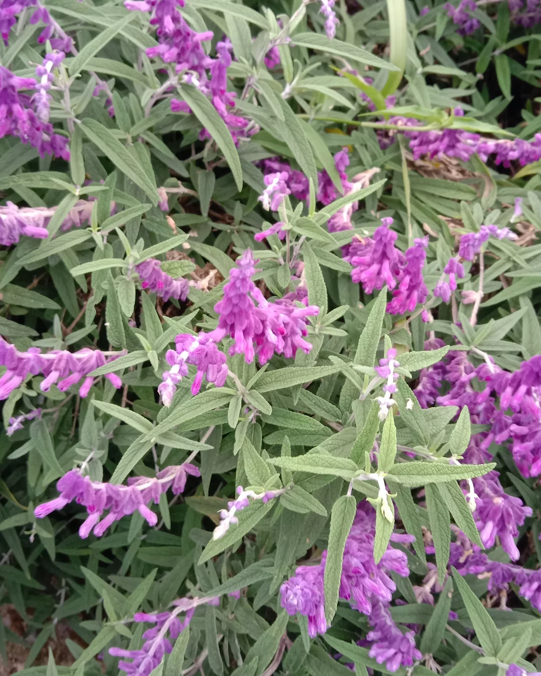 English Lavender (Lavandula angustifolia)