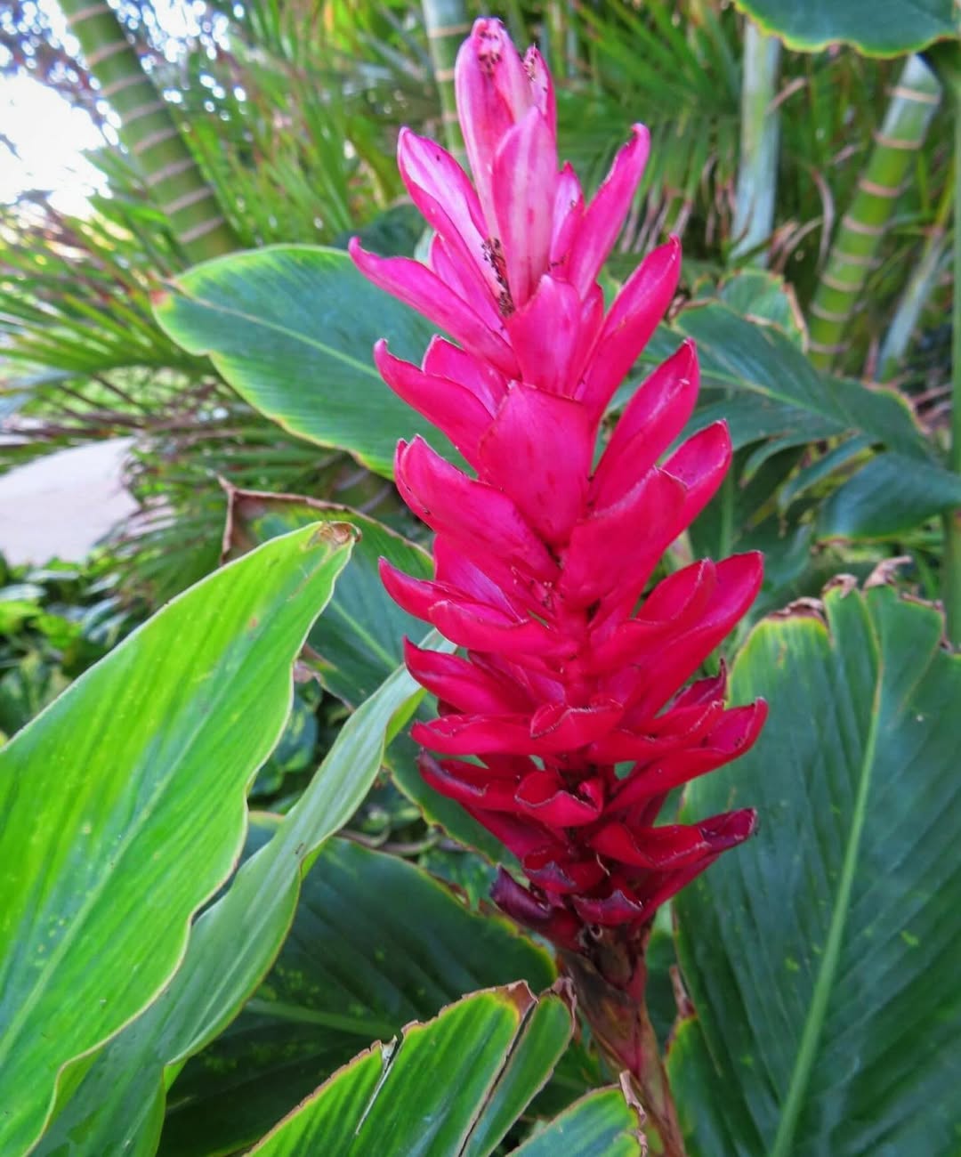 Ginger. #ginger #gingerflower #tropicalflowers #hawaii #maui #flowergram #travelpics