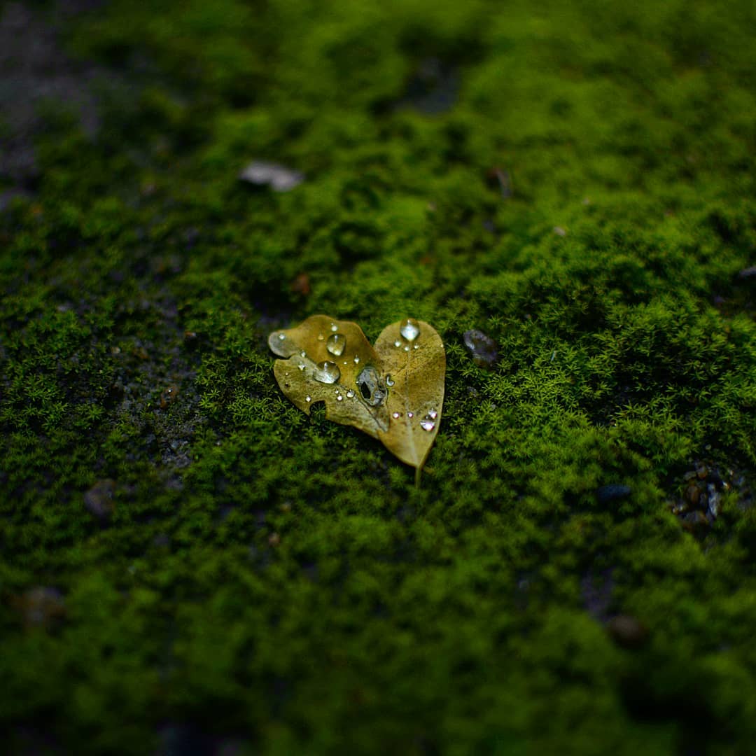 Green Algae#PhotographyAddict #algae #green #greenalgae #spring #leaf #nikon5200 #nikon #thoufiqclickz #PhotoOfTheDay
