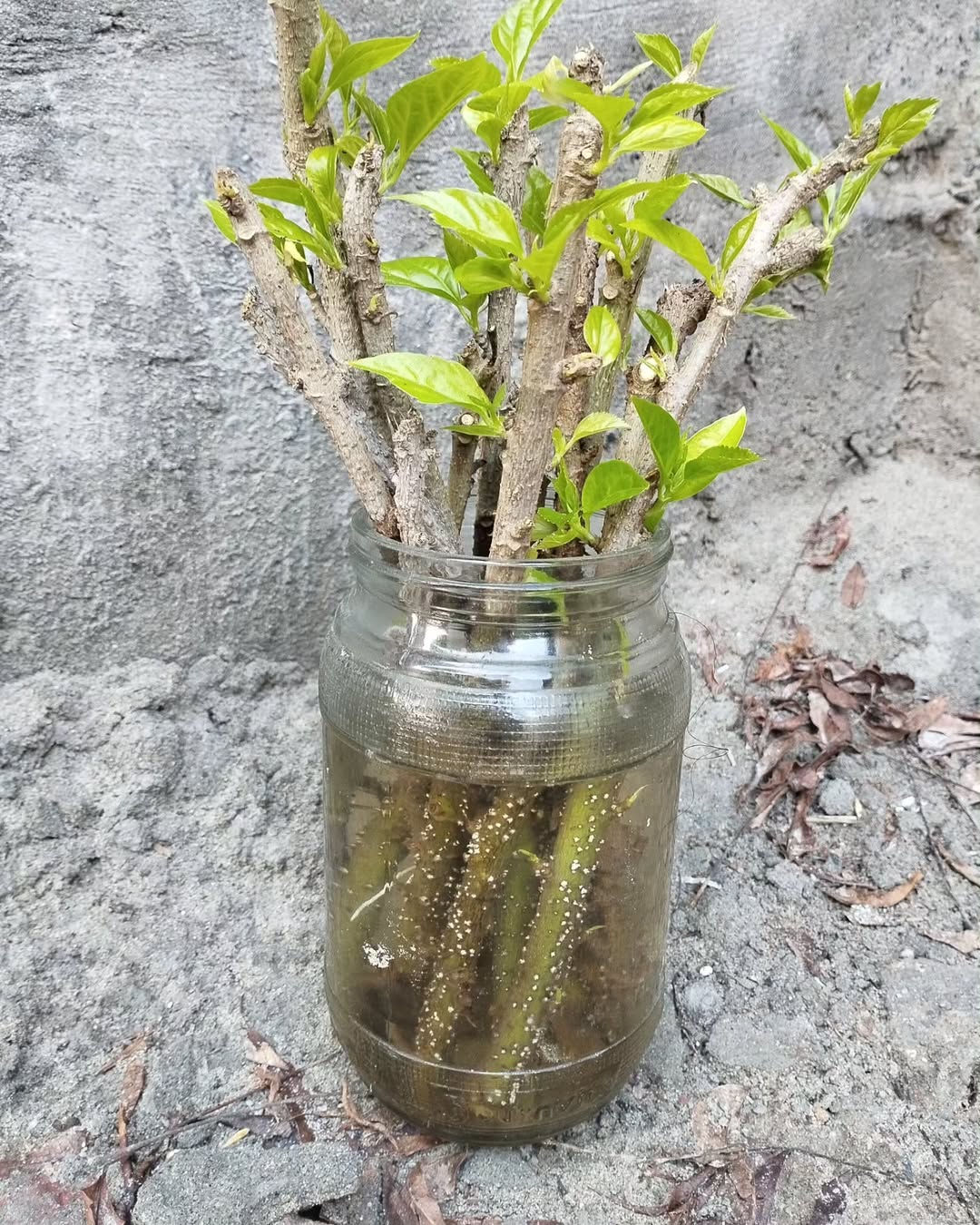 Here we use water for growing hibiscus cuttings, because initial root and shoot growth is fast in waster as compare to soil or other media.