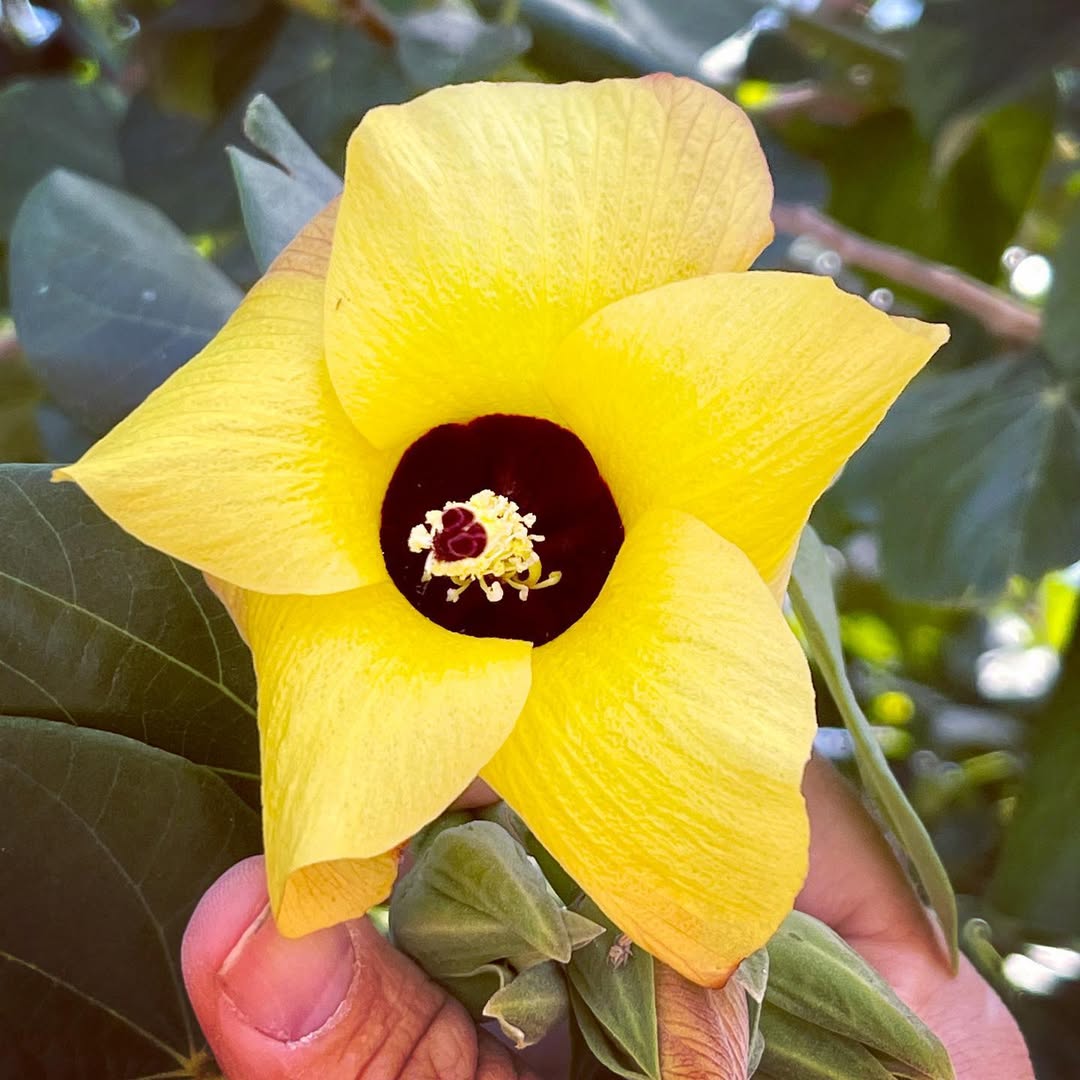 Hibiscus tiliaceus