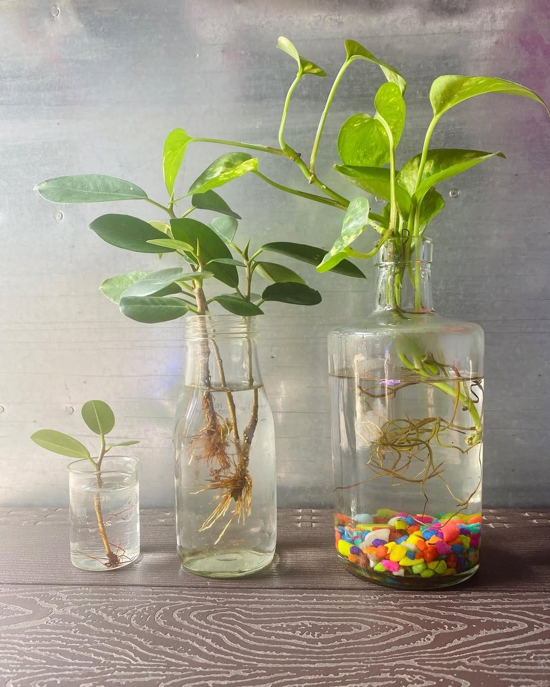 How to Propagate Pothos in Water