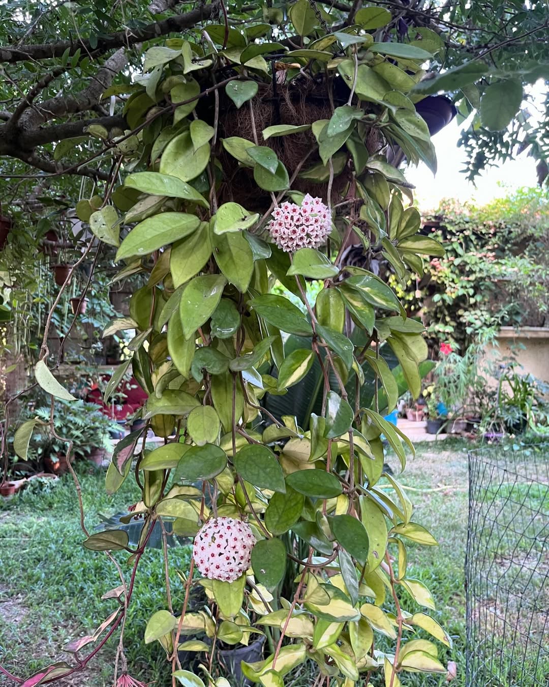 Hoya Carnosa Care How to Keep It Happy