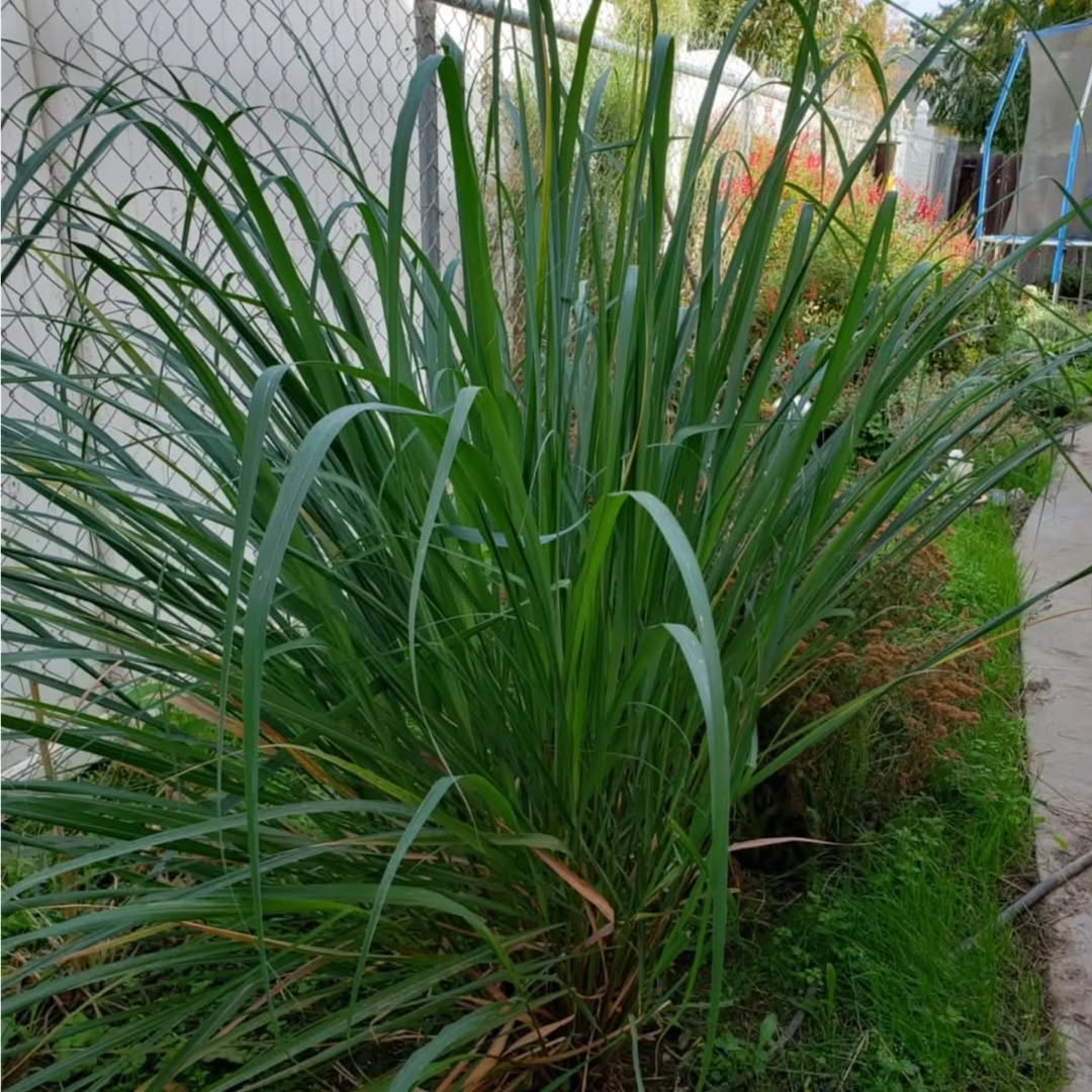 I have like 8 lemon Grass plants growing around our yards.10 health benefits of Lemon Grass1.