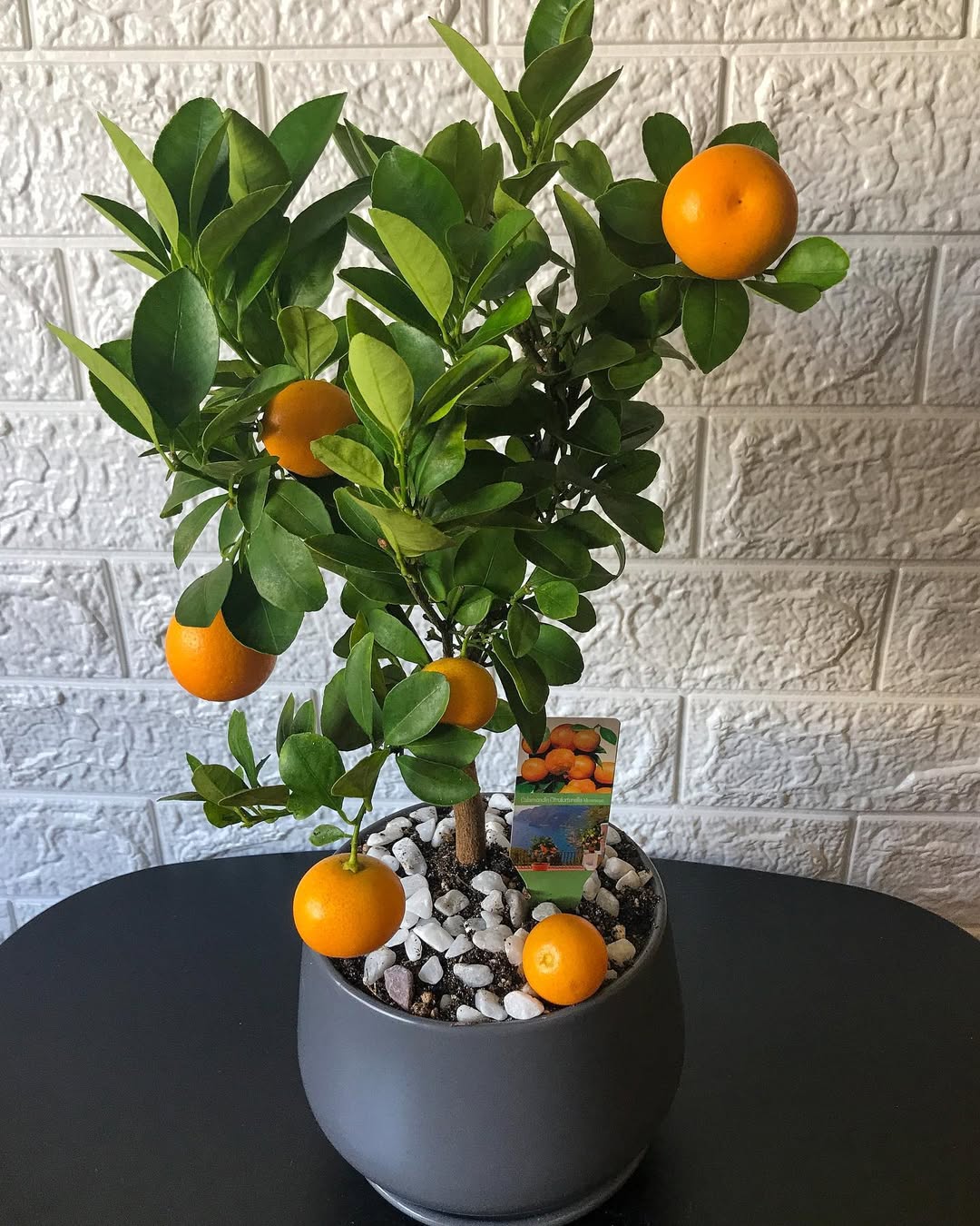Indoor dwarf orange treeWith it’s bright citrus fruits, it makes a unique addition to your home or the most beautiful gift to brighten up someone’s homeSize- 1540cm