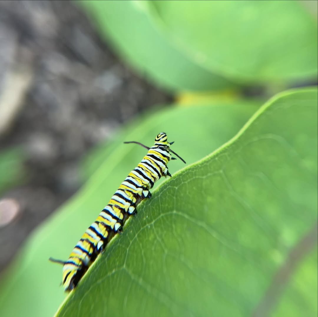 Monarch Caterpillar