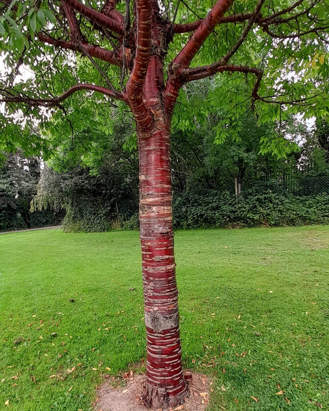 Tibetan Cherry (Prunus serrula)