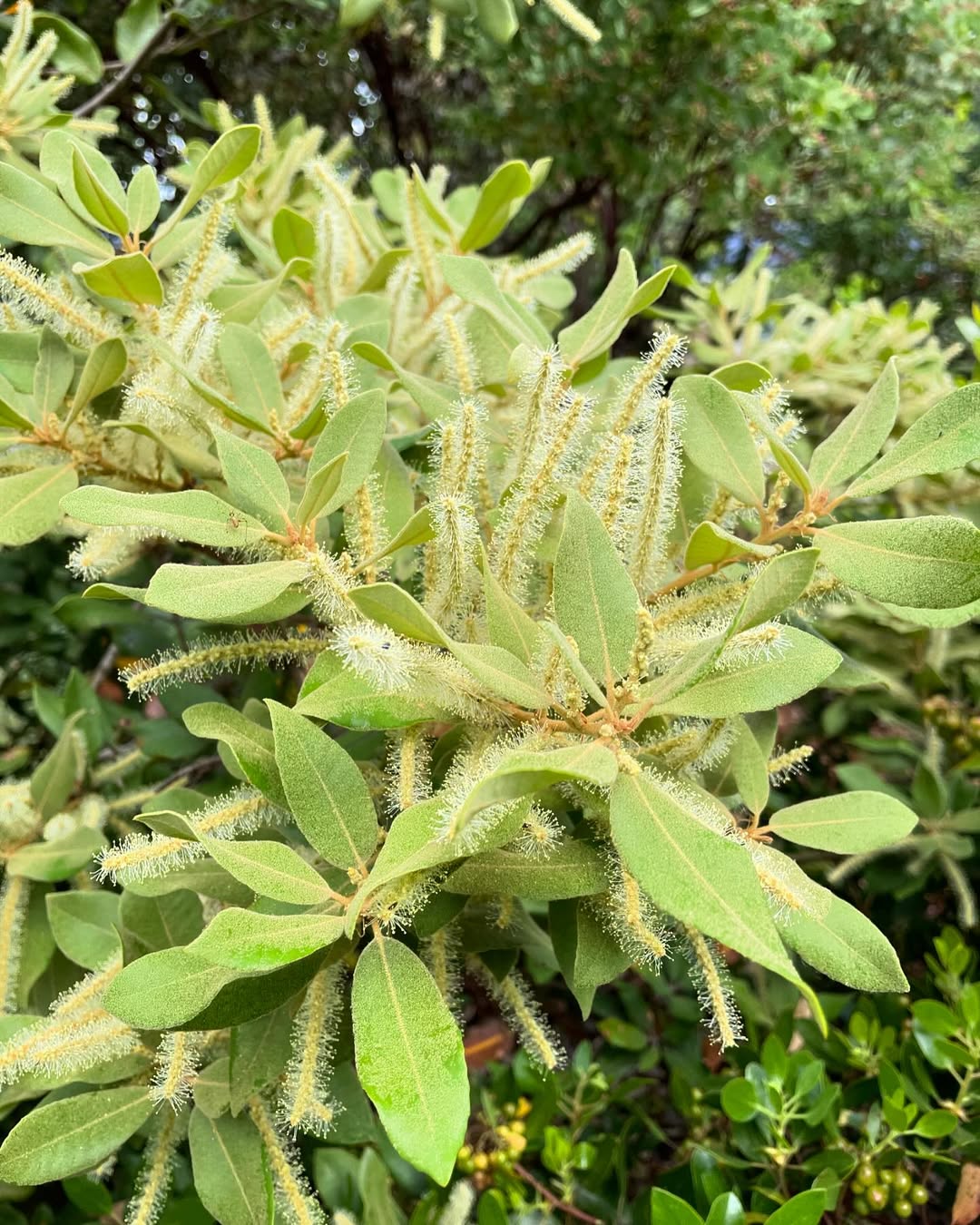Tanbark Oak (Notholithocarpus densiflorus)