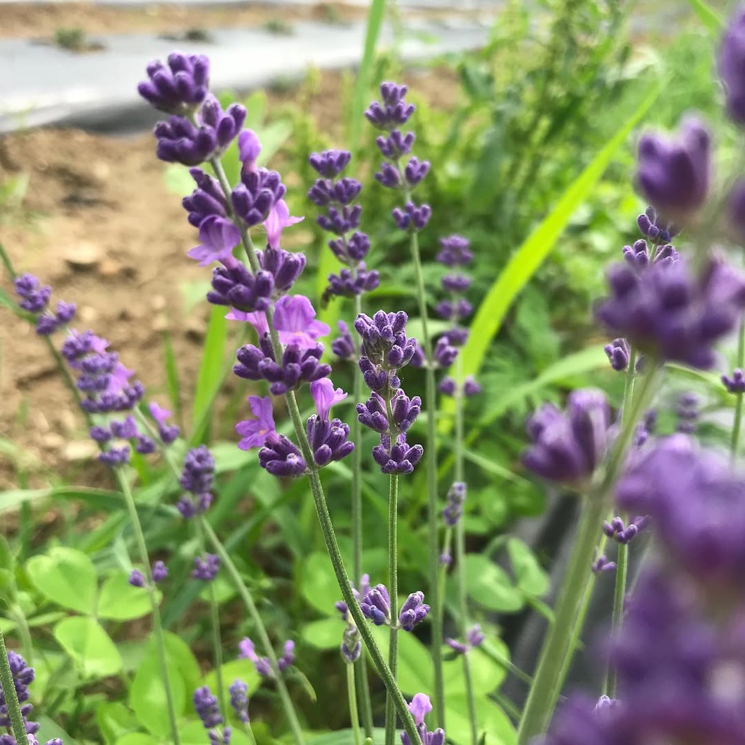 Munstead Lavender (Lavandula angustifolia ‘Munstead’)