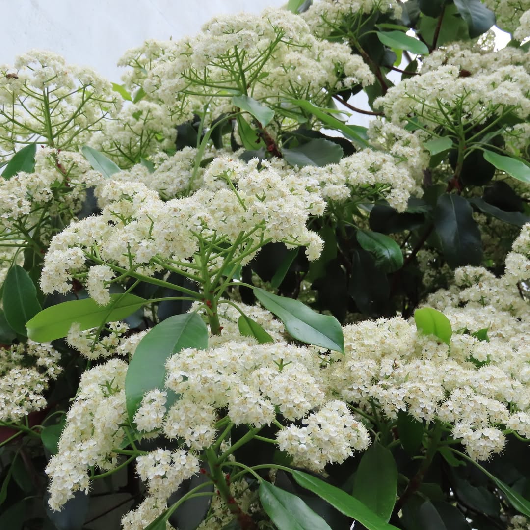 Nannyberry (Viburnum lentago) Trees That Start With N