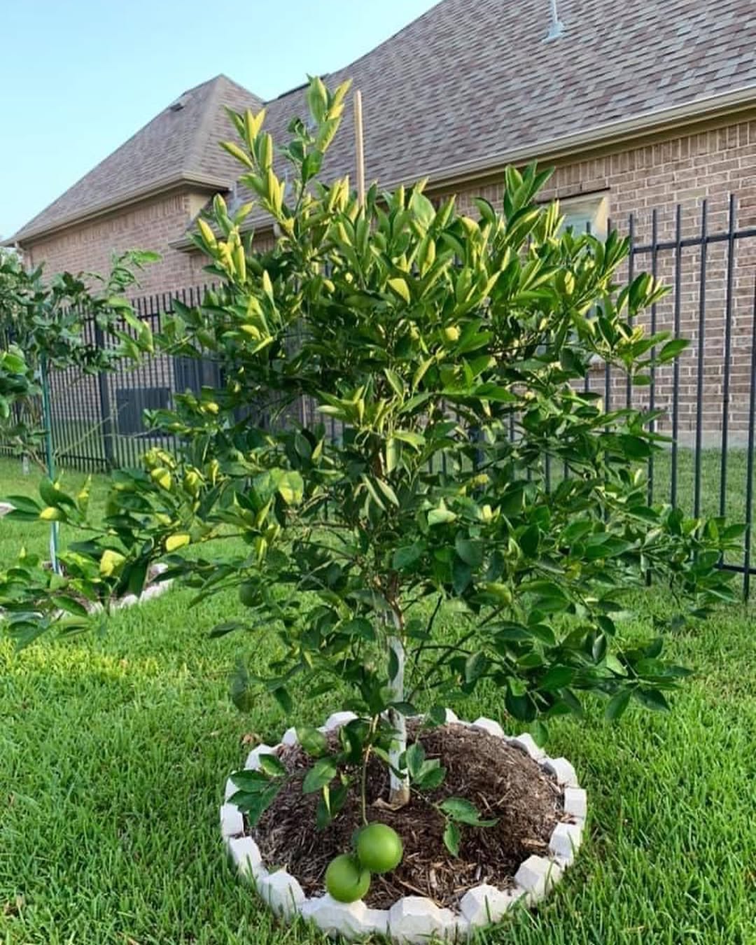 Navel Orange Tree (Citrus sinensis)