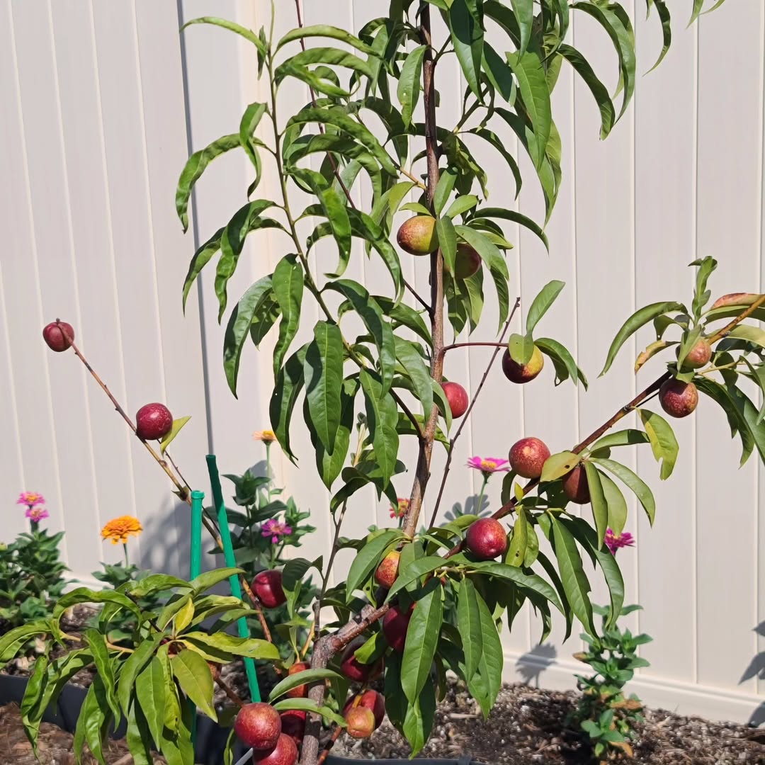 Nectarine Tree (Prunus persica var. nectarina) Trees That Start With N