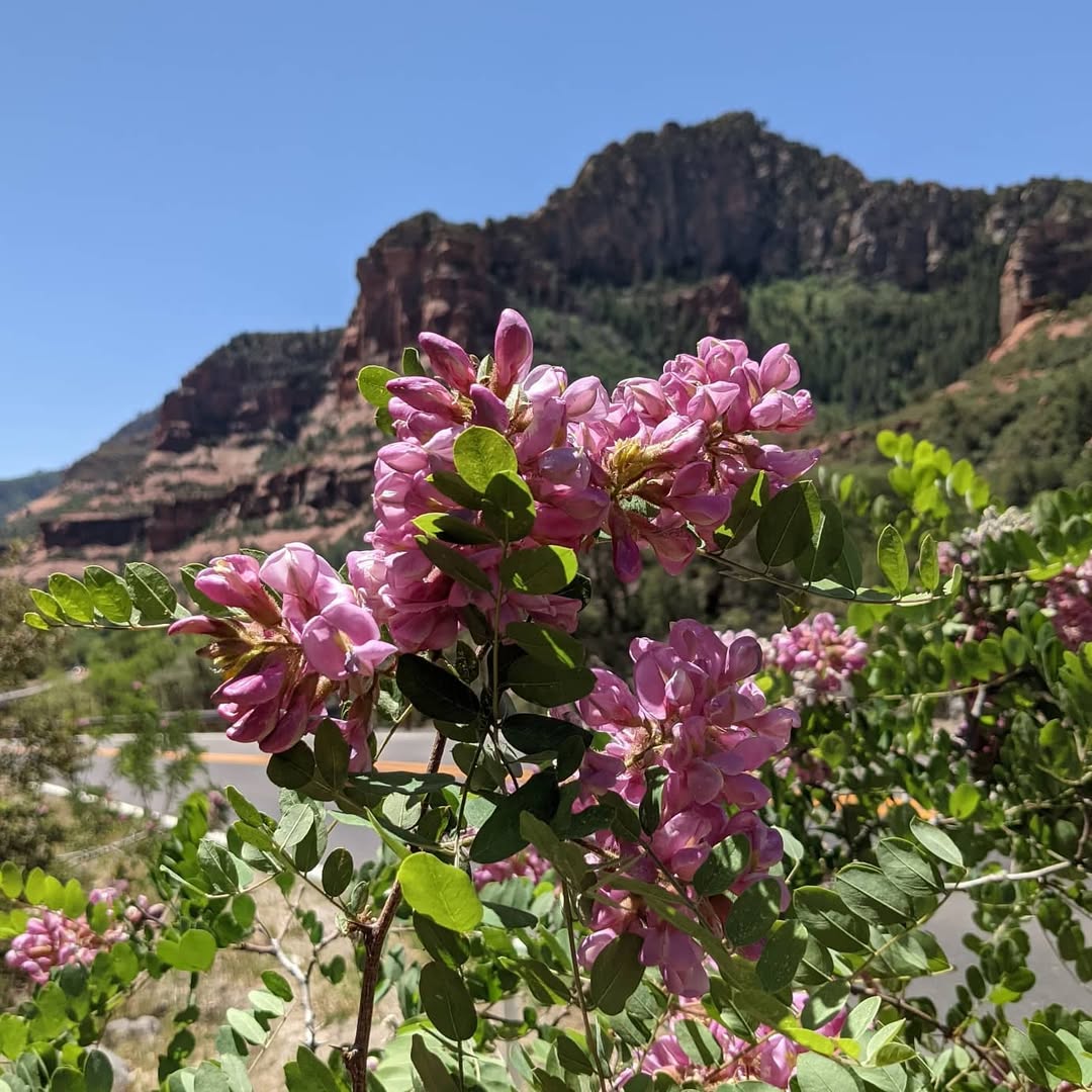 New Mexico Locust (Robinia neomexicana) Trees That Start With N