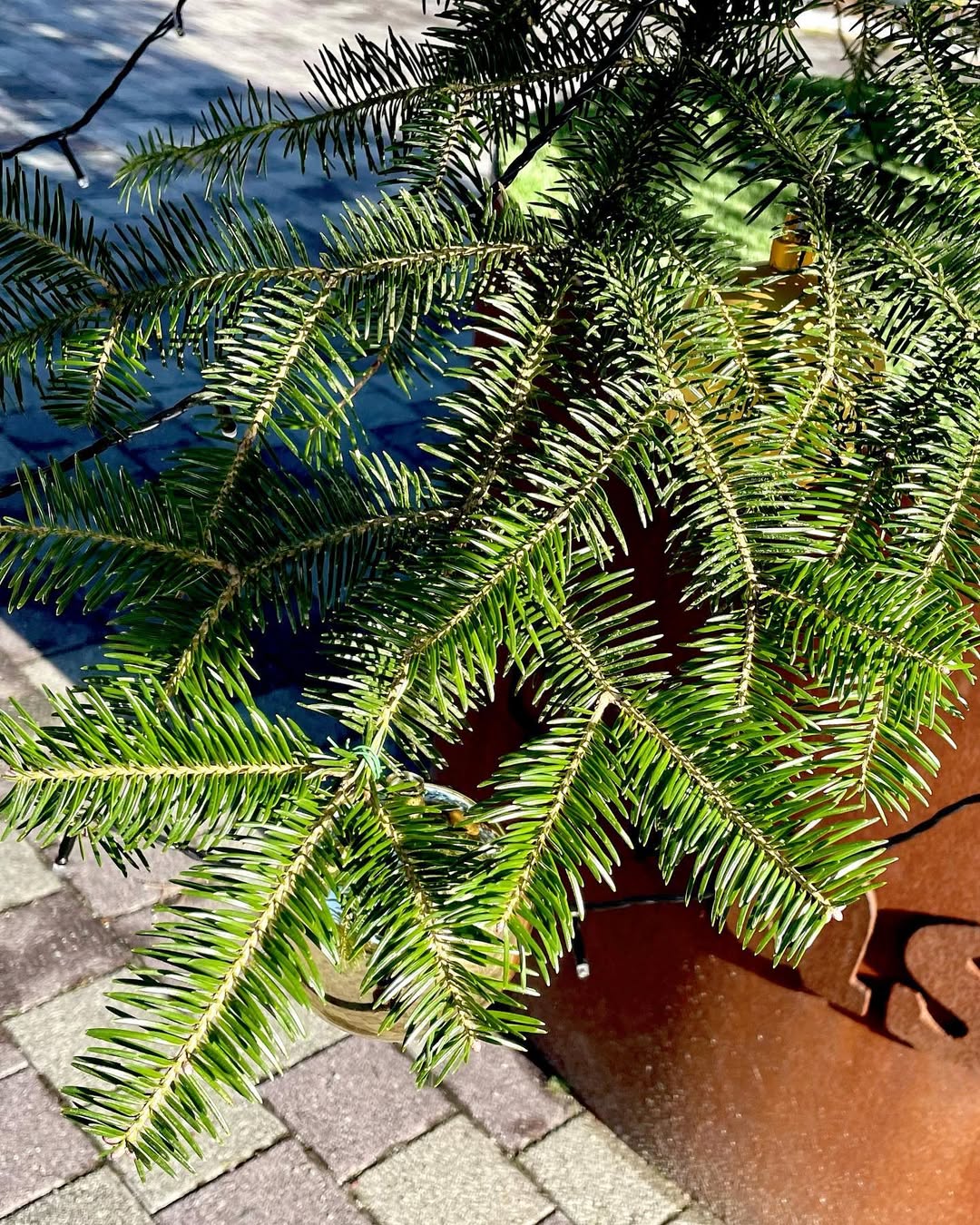 Nikko Fir (-Abies homolepis)