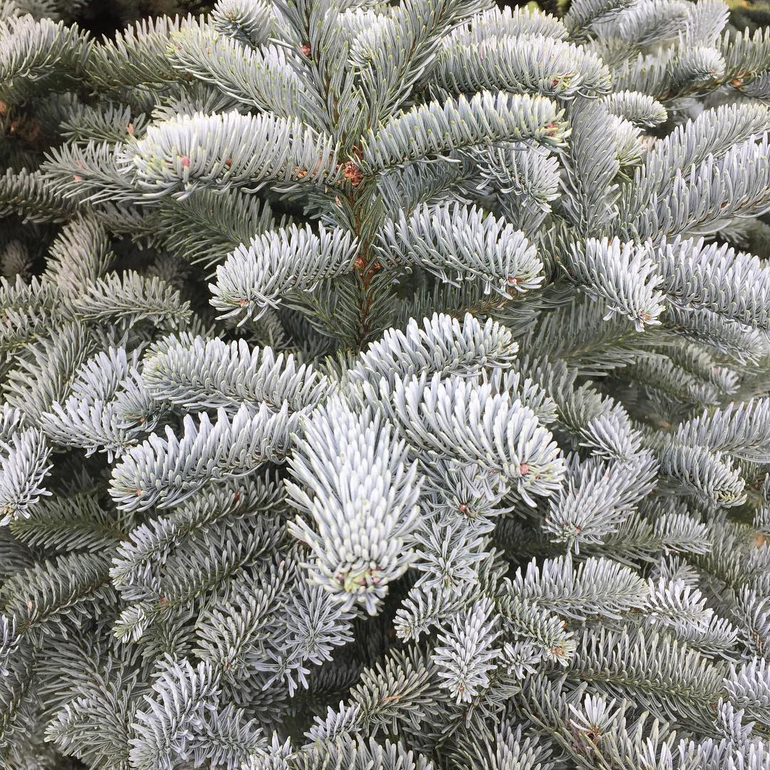 Noble Fir (Abies procera) Trees That Start With N