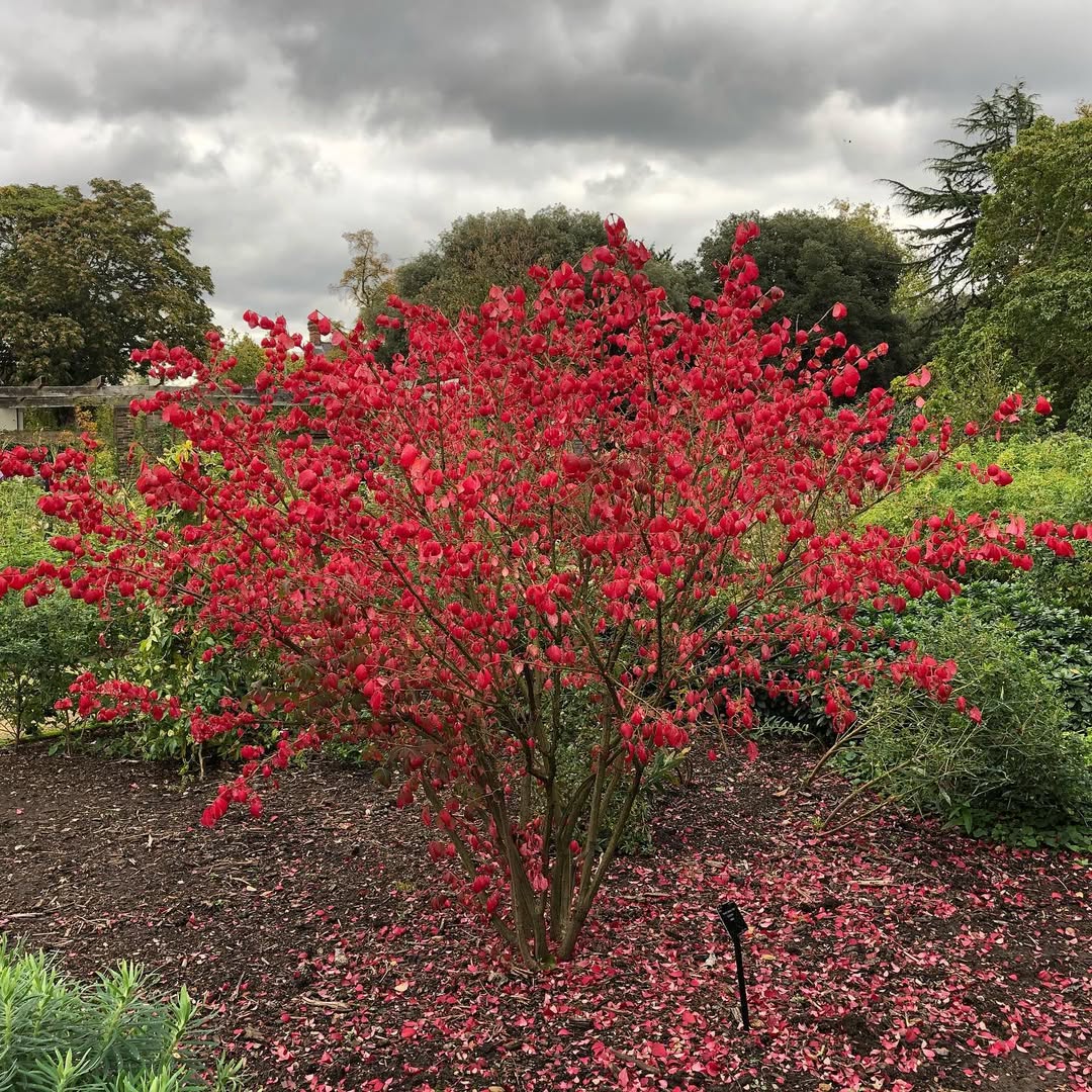 Northern Pin Oak (Quercus ellipsoidalis)