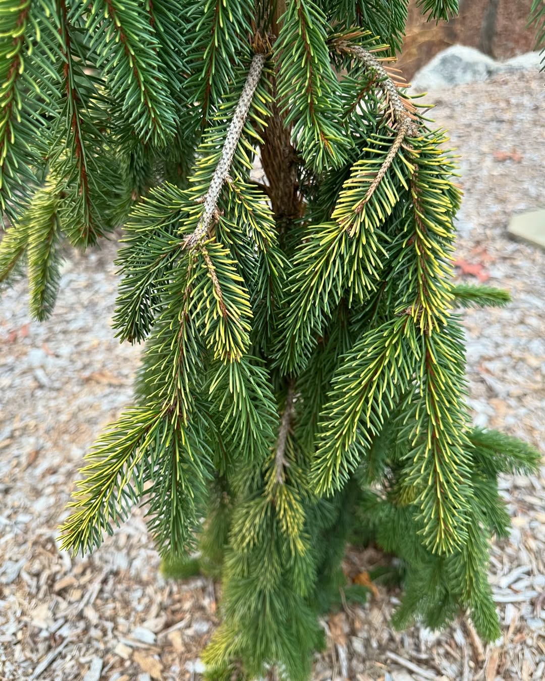 Norway Spruce (Picea abies)