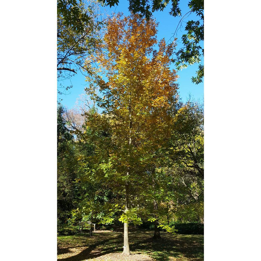 Nutmeg Hickory (Carya myristiciformis)