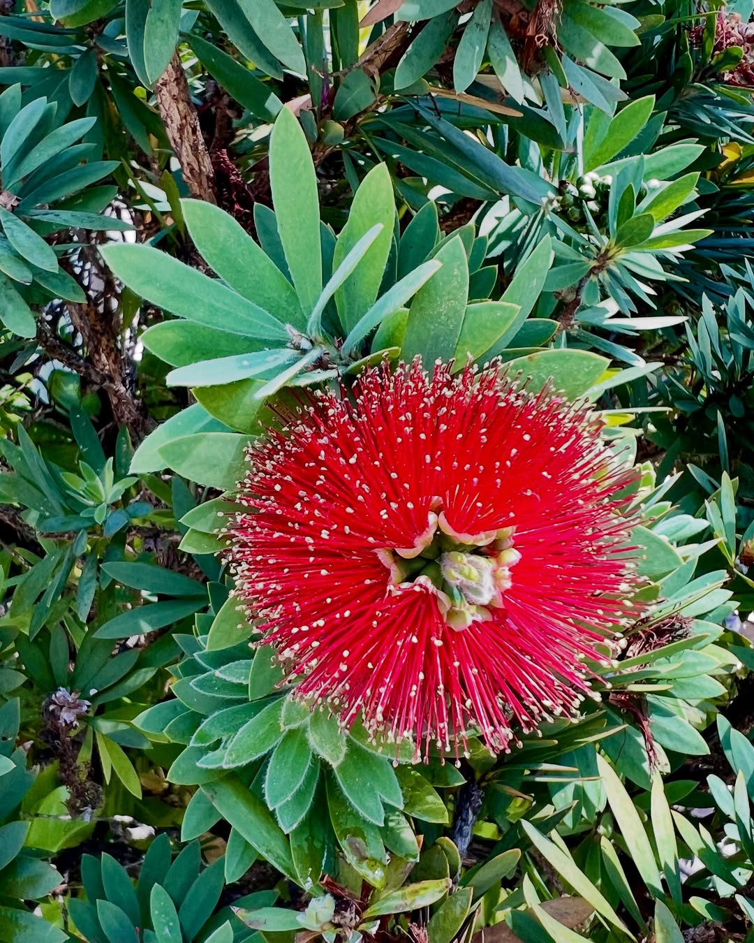 Ohia Lehua hawaiian flowers