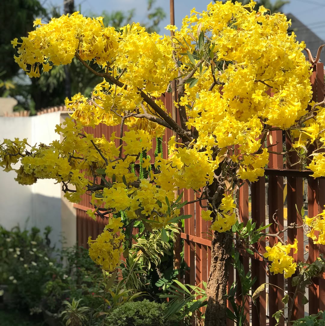Trumpet Tree (Tabebuia)