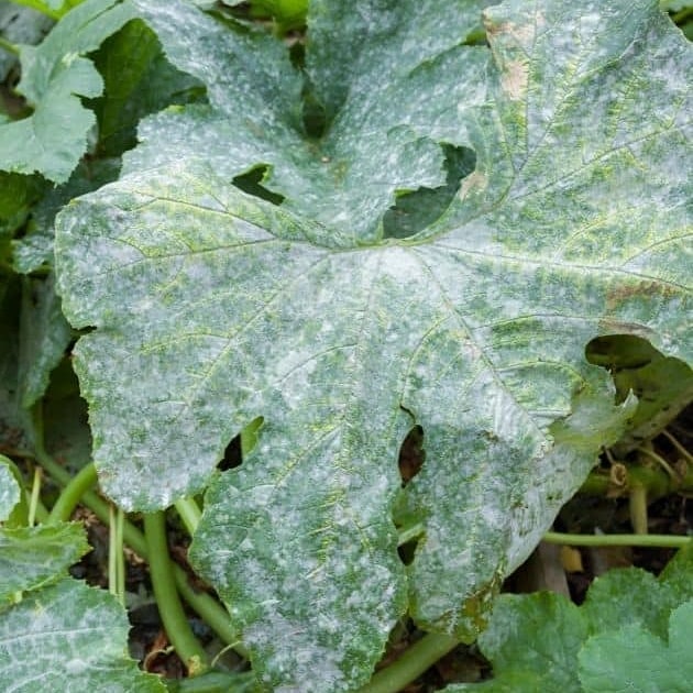 POWDERY MILDEW PROBLEM Powdery mildew is one of the most widespread and easily recognized plant diseases.