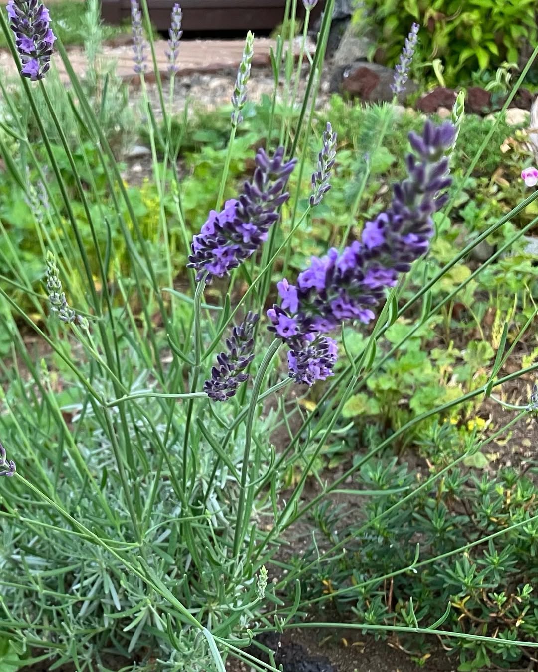 Phenomenal Lavender (Lavandula x intermedia ‘Phenomenal’)