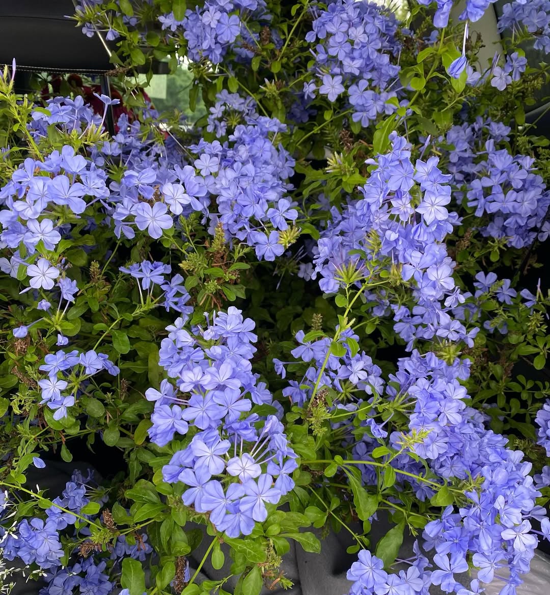 Plumbago: The Sky-Blue Beauty