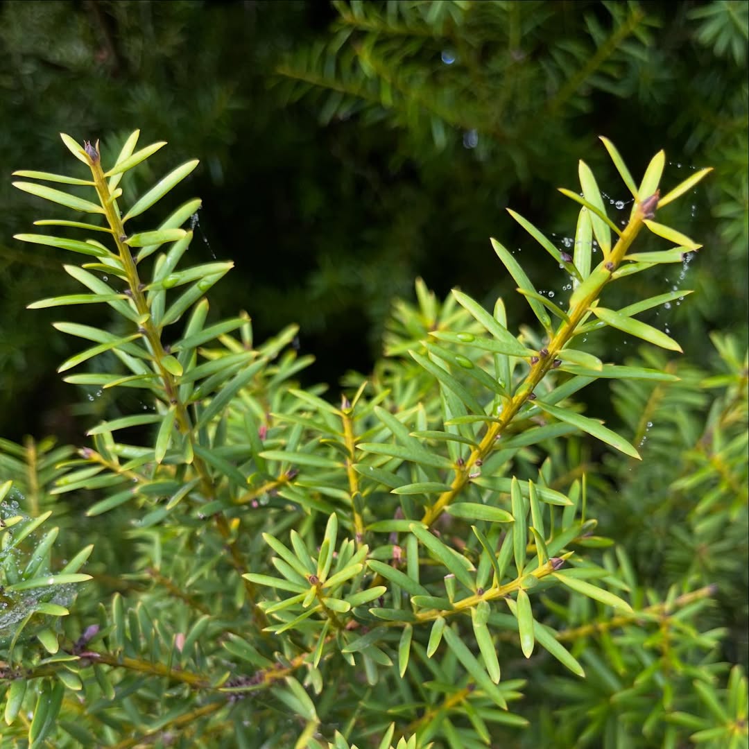 Totara (Podocarpus totara)
