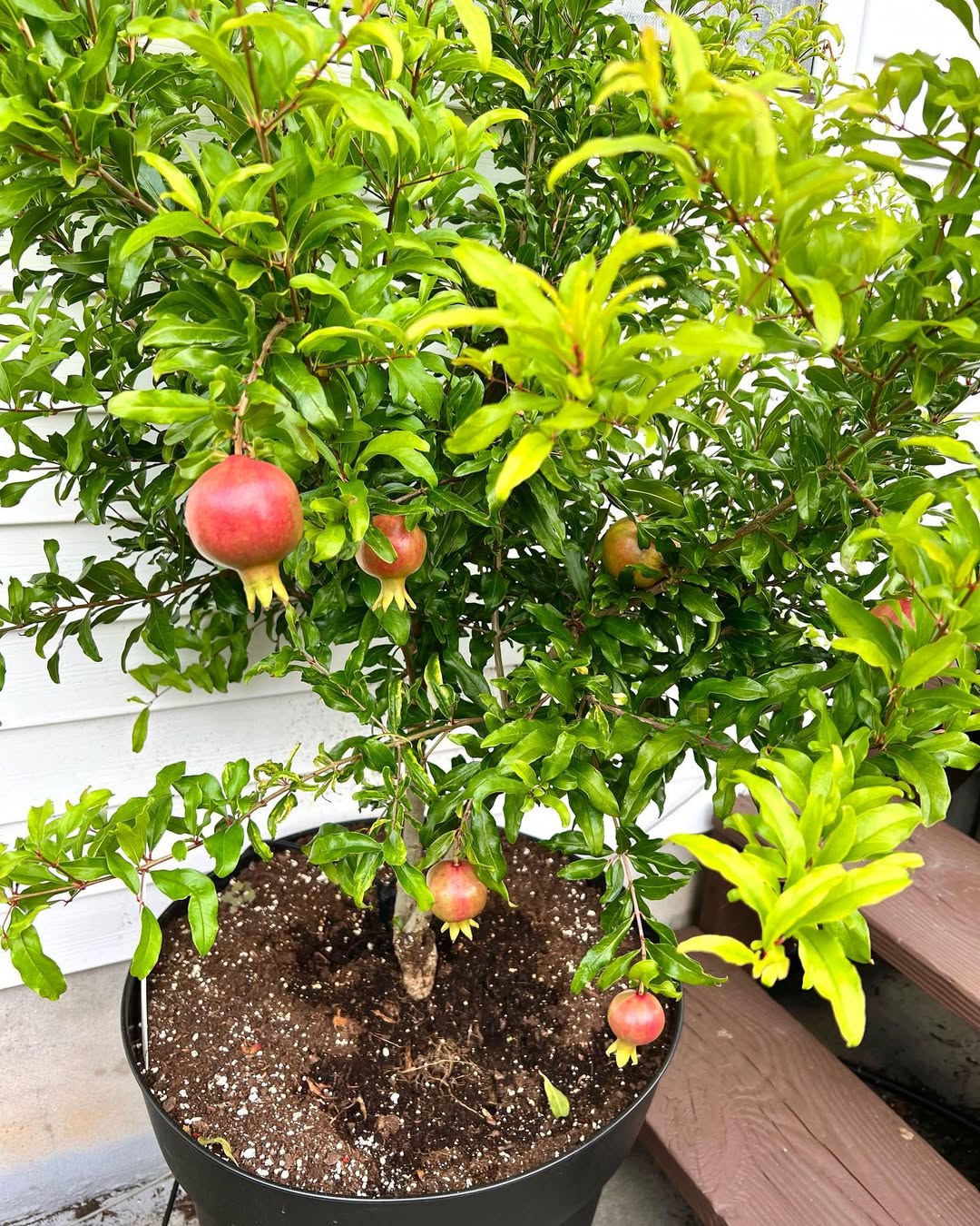 Pomegranate Tree