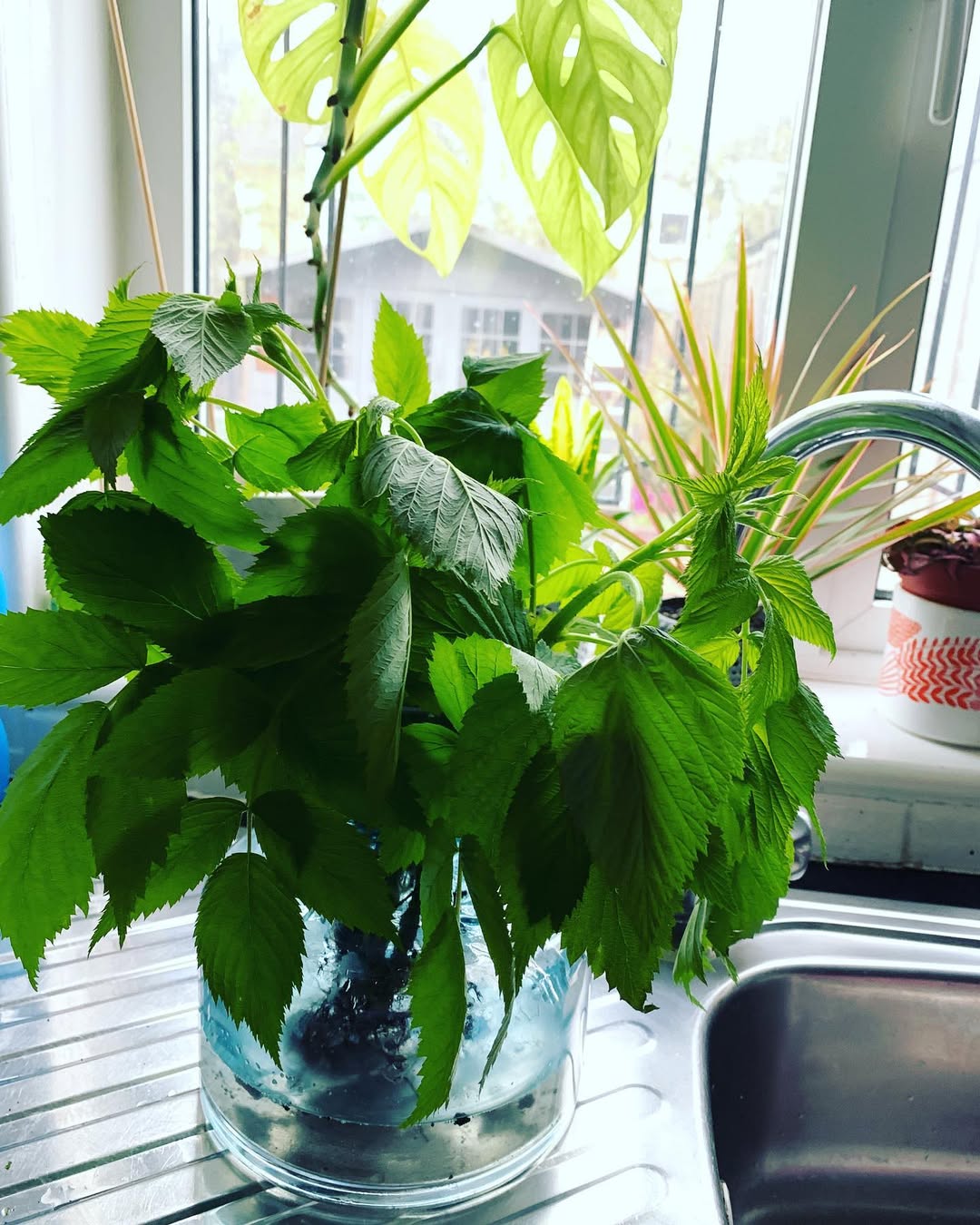 Raspberries cuttings