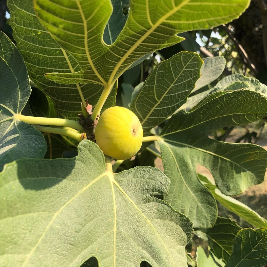 Smyrna Figs