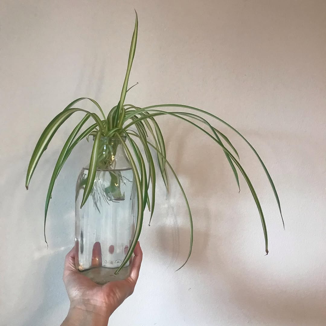 Spider Plant cuttings