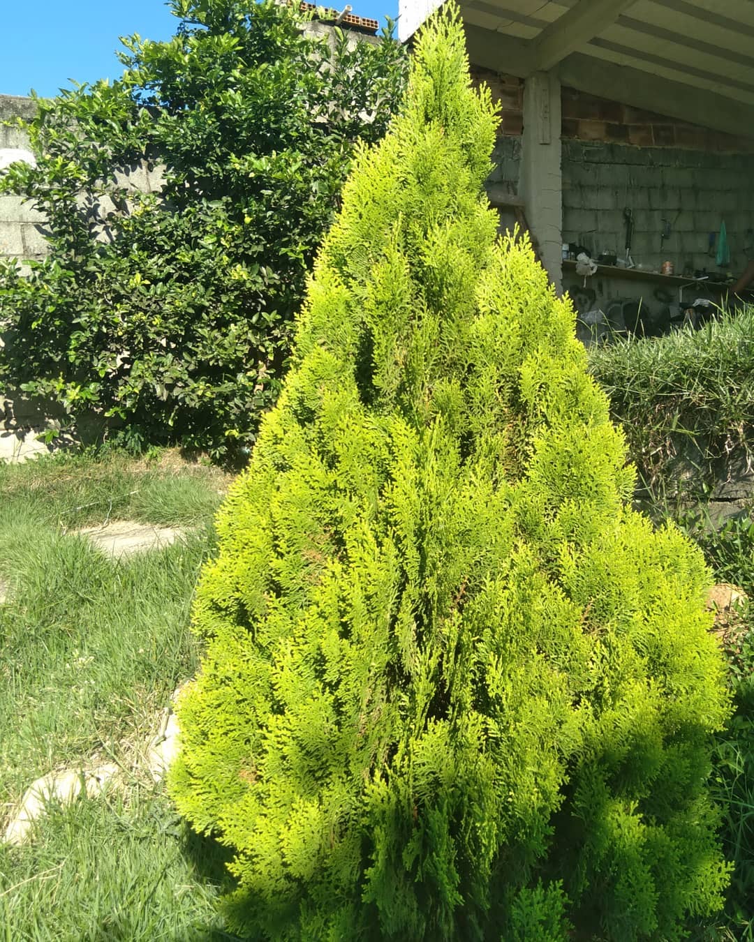 Northern White Cedar (Thuja occidentalis)