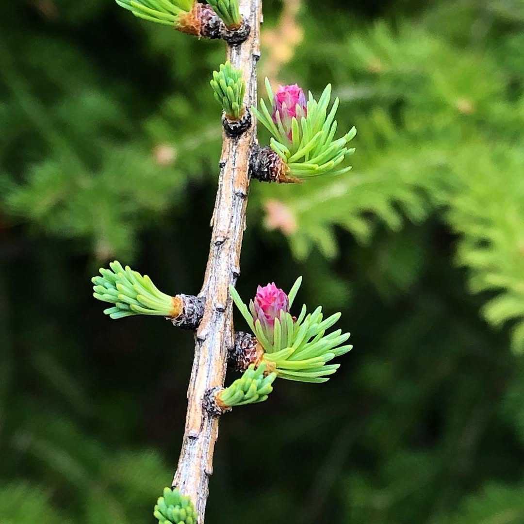 Tamarack (Larix laricina)